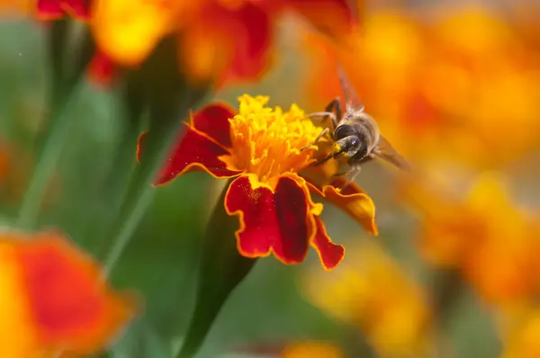 Bee op bloem — Stockfoto