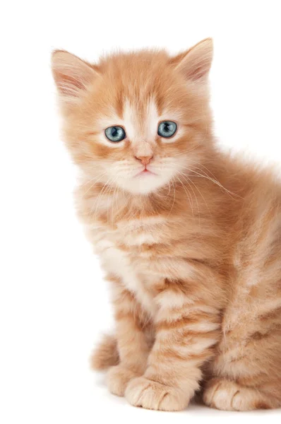 Kitten looking — Stock Photo, Image