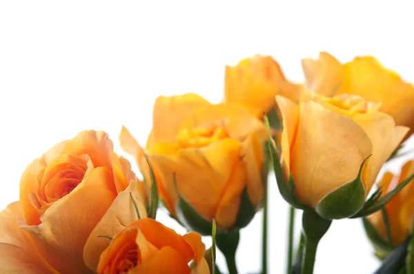 分離されたオレンジ色のバラ — ストック写真