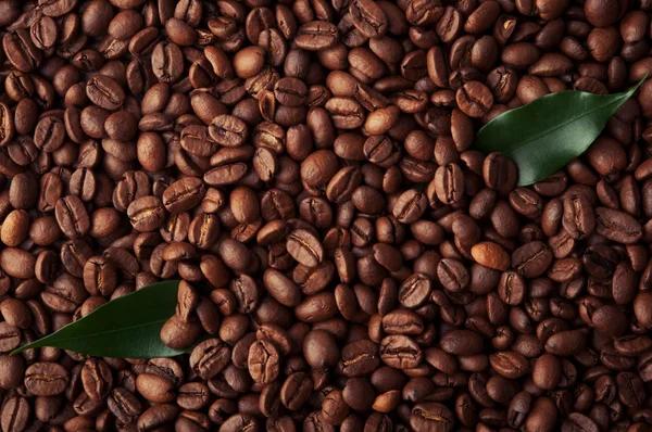 Coffee beans background — Stock Photo, Image