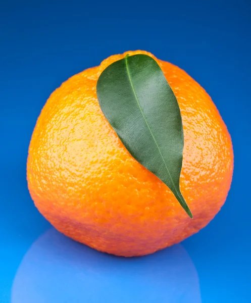 Verse oranje Mandarijn — Stockfoto