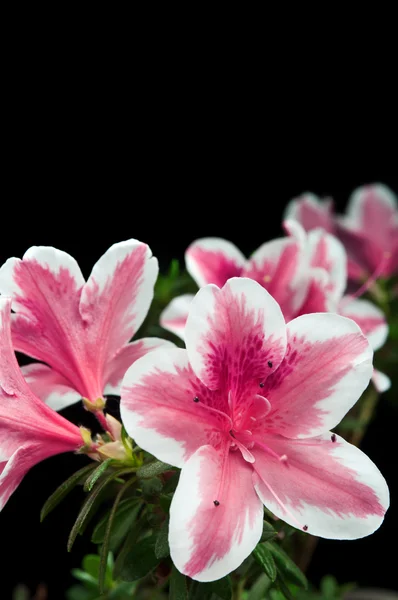 Azalea flower — Stock Photo, Image