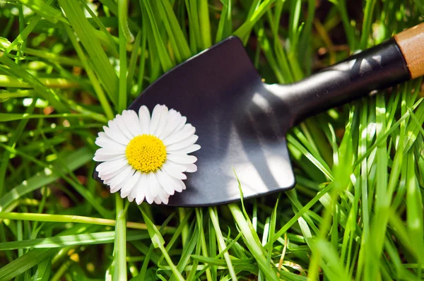 Garden shovel and chamomile — Stock Photo, Image
