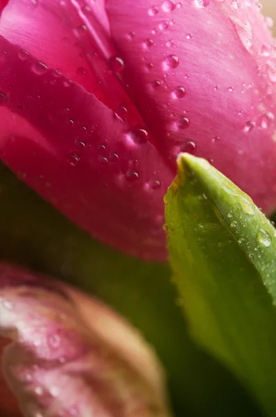 Närbild av tulpaner blommor — Stockfoto