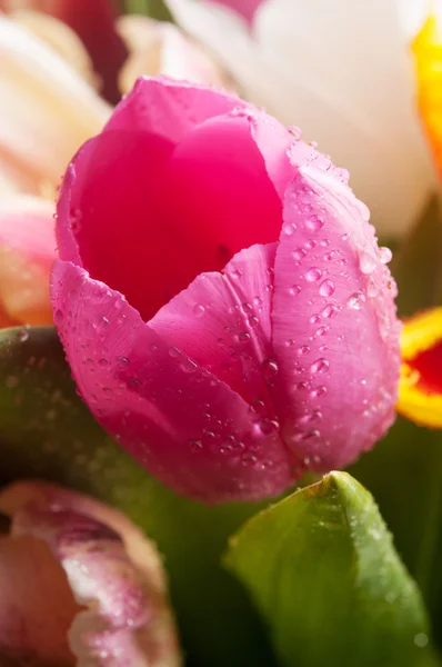 Zbliżenie tulipany — Zdjęcie stockowe
