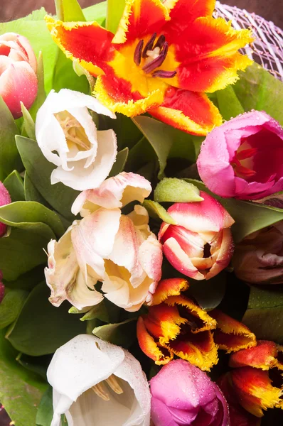 Tulips flowers — Stock Photo, Image