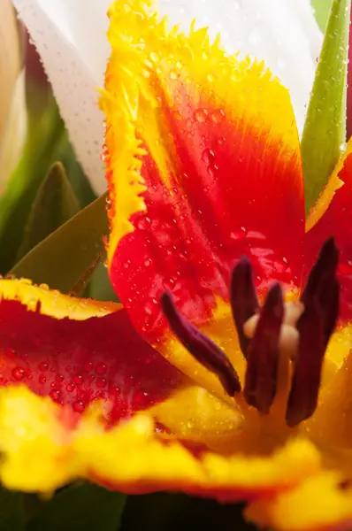 Tulpen Blumen — Stockfoto