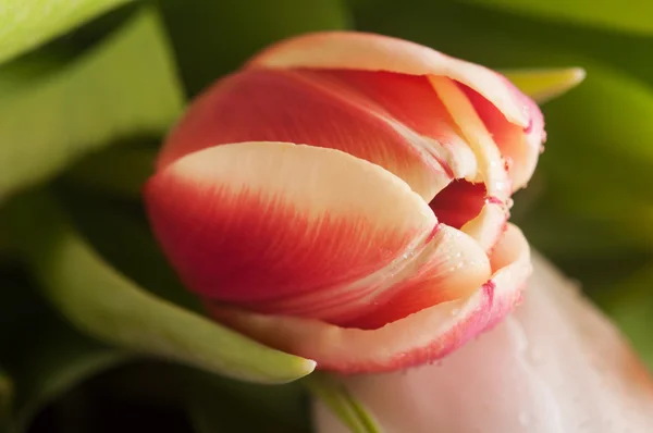 Tulips flowers — Stock Photo, Image