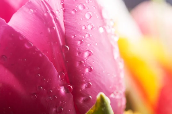 Closeup tulipány — Stock fotografie