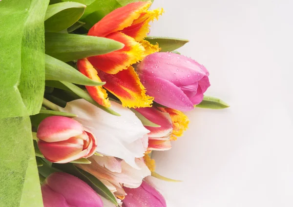 Tulpen Blumen — Stockfoto