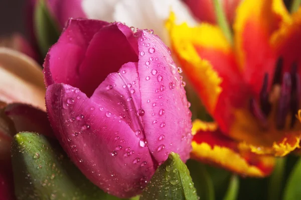 Tulpaner Blommor — Stockfoto