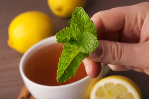 Grüne Minze Holding — Stockfoto