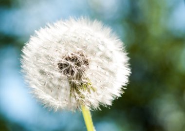 Karahindiba çiçeği