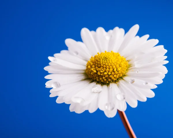 Chamomile flower with water drops — Stock Photo, Image