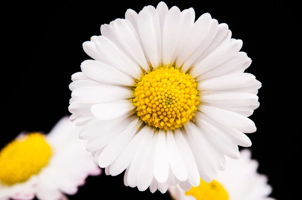 Flor de manzanilla — Foto de Stock