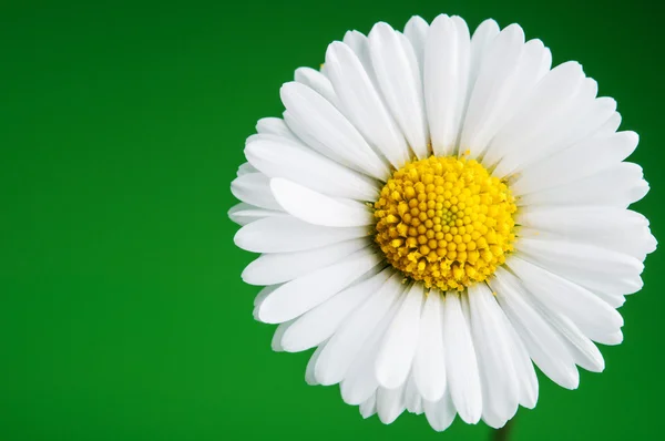 Flor de manzanilla — Foto de Stock