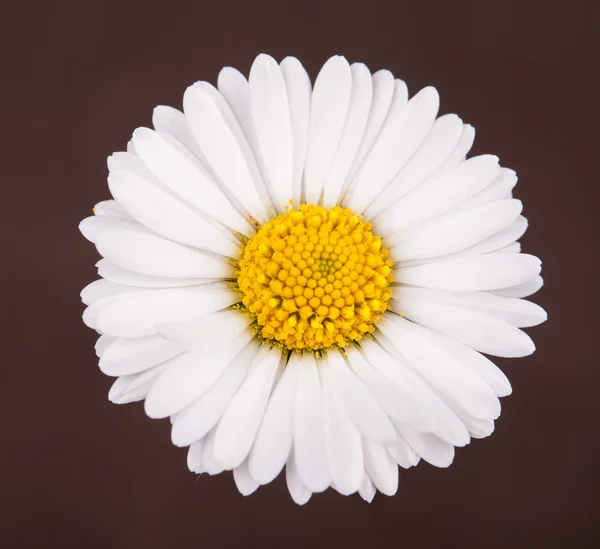 Flor de manzanilla — Foto de Stock