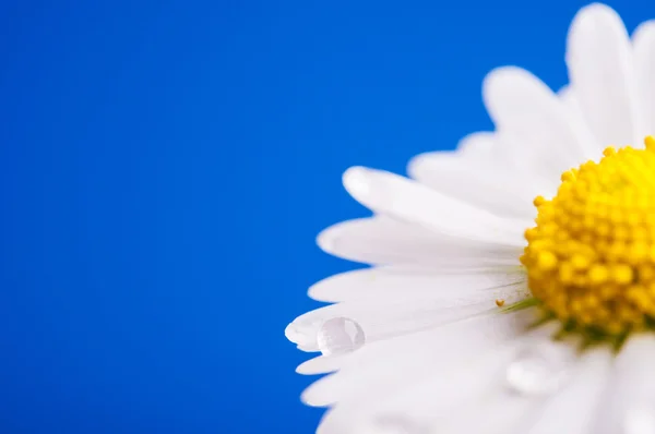 Kamille mit Wassertropfen — Stockfoto