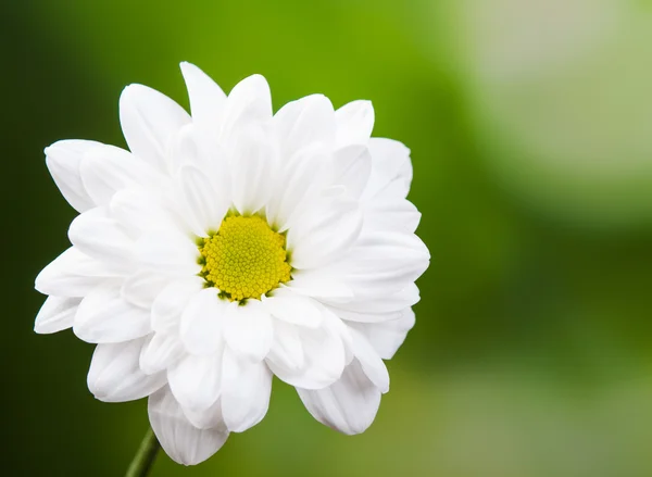 Mooie witte bloem — Stockfoto