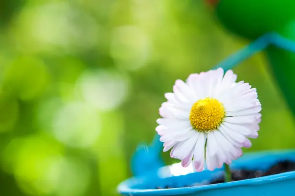 Schöne Gänseblümchenblümchen — Stockfoto