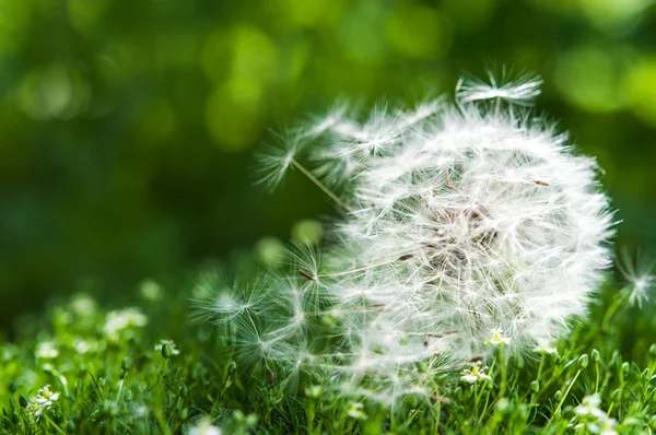 Dandelion flower — Stock Photo, Image