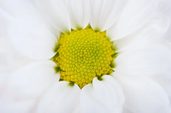 Closeup papatya — Stok fotoğraf