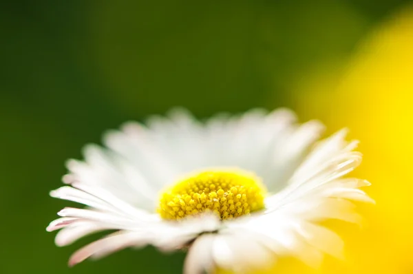 Flor de camomila — Fotografia de Stock