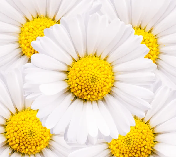 Closeup de flores de camomila — Fotografia de Stock