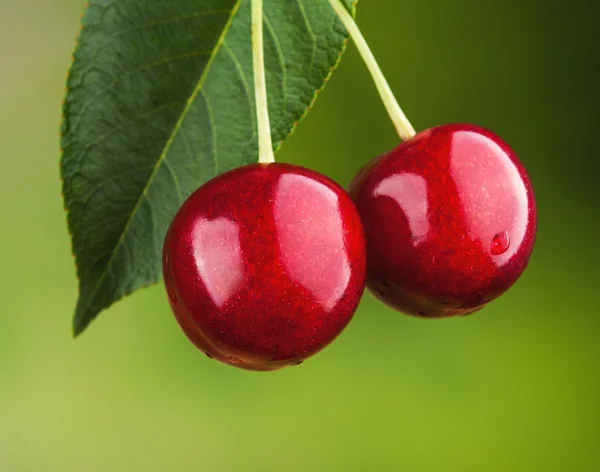 Cereza roja fresca — Foto de Stock