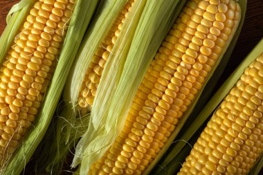 Taze organik mısırın yakın çekimi. Sağlıklı ve beslenme geçmişi.