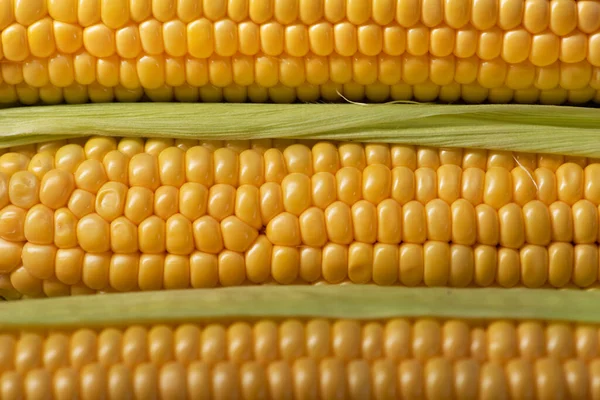 Zbliżenie Świeżej Organicznej Kukurydzy Zdrowe Dietetyczne Pochodzenie Żywności — Zdjęcie stockowe