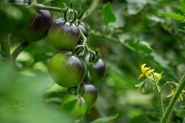 Indigo rose black tomato in a home garden. harvesting concept background.