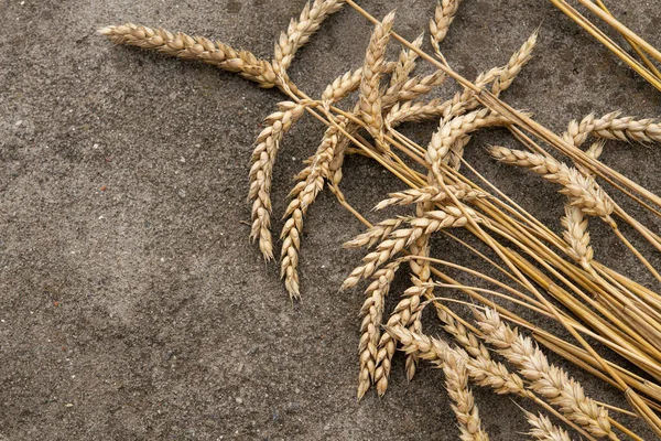 Ukraine Wheat Ears Lying Road Decrease Harvest Top View Place — ストック写真