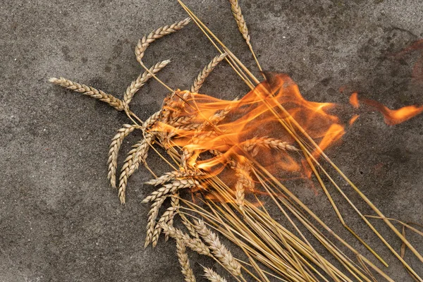 Burning Wheat Grain Ears Road Asphalt Crime War Ukraine Famine — Foto de Stock