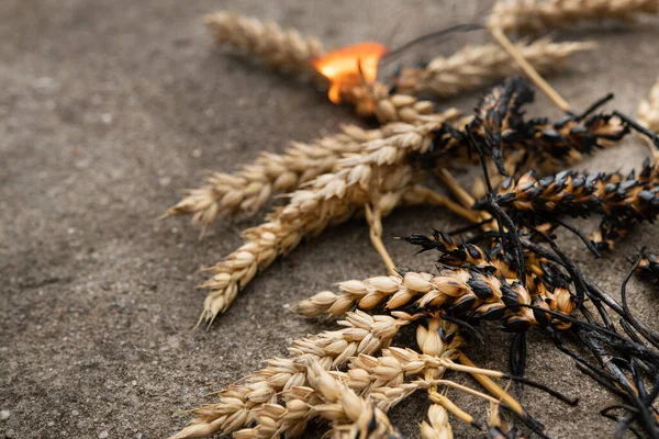 Burning Dry Barley Road Asphalt Crime War Ukraine Famine — Foto de Stock