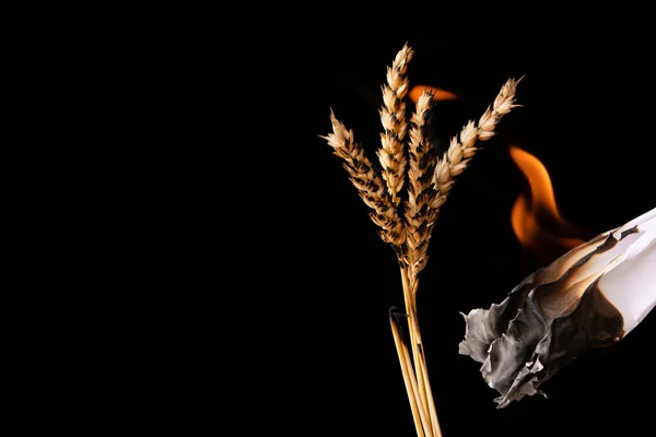 Wheat Ears Arson Black Background Crime War Ukraine Famine — Stok fotoğraf