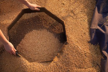 A farmer collects the summer harvest of wheat grain with sieve. Sunset. 