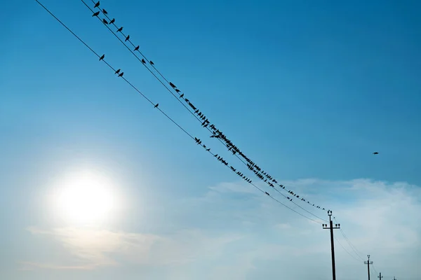 Group Flocks Birds Fly Sit Wires Electric Poles Fields Blue — ストック写真
