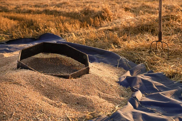 Heap Wheat Grain Collected Field Farm Pitchforks Sieve Background Harvest — Foto Stock