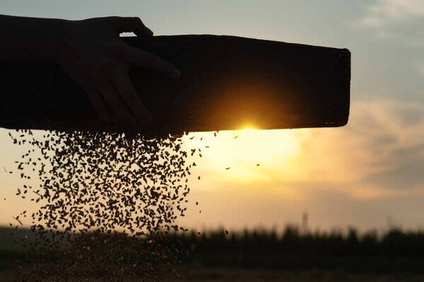 Farmer woman standing in the field. Holds a sieve in his hands and sifts grain. Harvest summer in the evening at sunset.