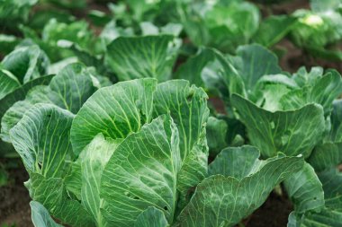Closeup of texture fresh cabbage  in a garden. Organic vegetable green food background.