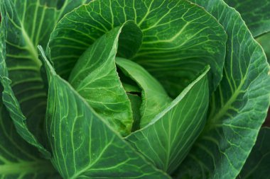 Closeup of texture fresh cabbage  in a garden. Organic vegetable green food background.