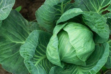 Closeup of texture fresh cabbage  in a garden. Organic vegetable green food background.