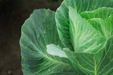 Closeup of texture fresh cabbage  in a garden. Organic vegetable green food background.