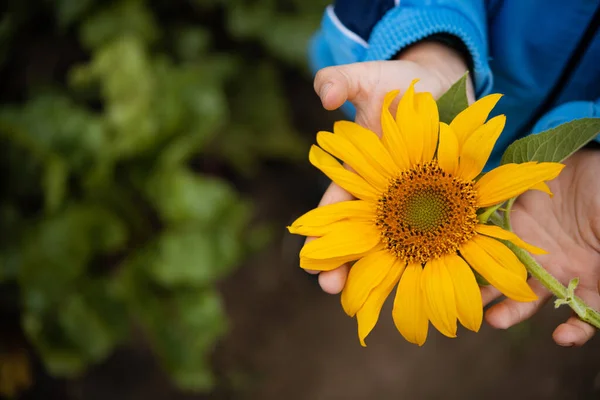 Child Holds Yellow Sunflower His Hands Summer Harvest Background — Foto Stock
