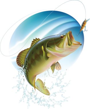 Largemouth bass catching a bite clipart