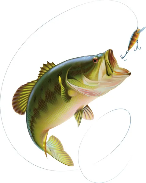 Largemouth bas — Stock vektor