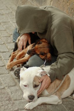 Vagabond köpekler