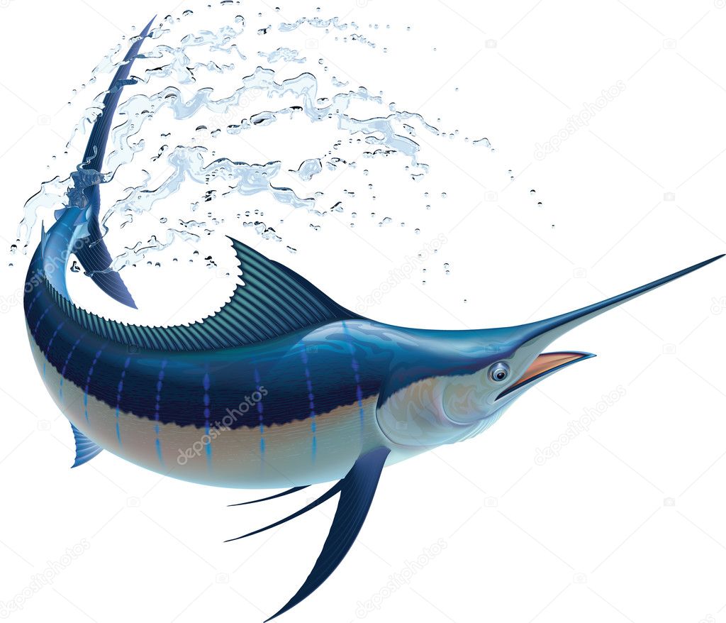 Blue Marlin — Stock Vector © artefy #25511261
