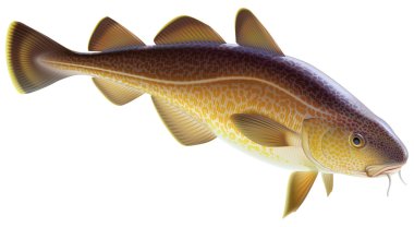 Atlantik morina